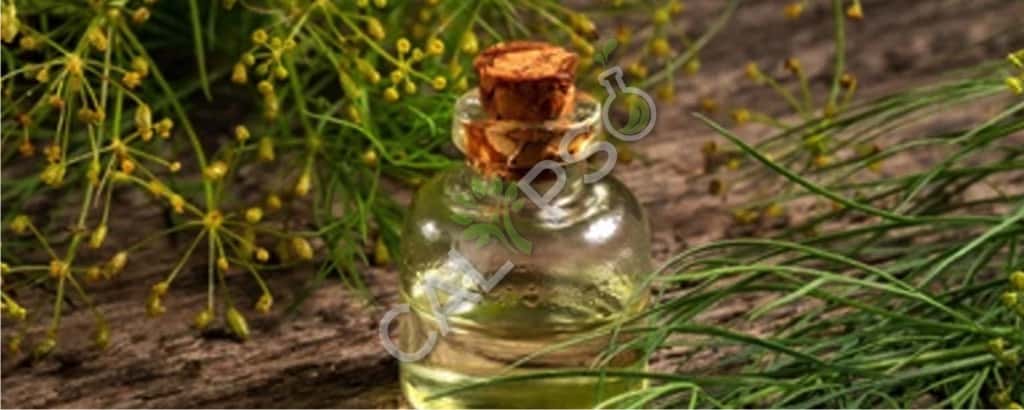 Dill Seed Essential Oil Prices